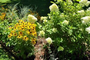 daisies and hydrangea